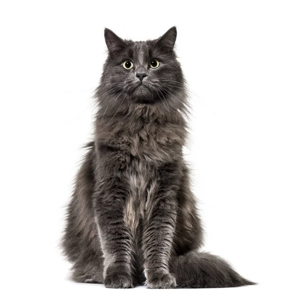 Mixed-breed cat whit a main coon  (1 year old), isolated on whit — Stock Photo, Image