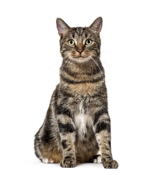 Striped mixed-breed cat sitting, isolated on white, (2 years old — Stock Photo, Image