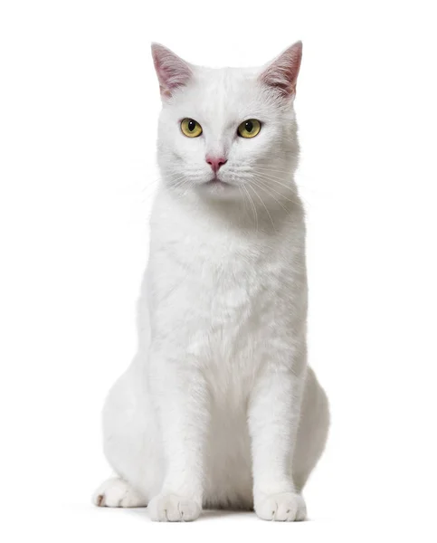 Weiße Mischlingskatze (2 Jahre alt), isoliert auf weiß — Stockfoto
