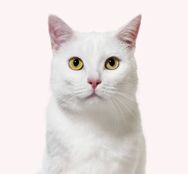 White mixed-breed cat facing at the camera(2 years old), instagr — Stock Photo, Image