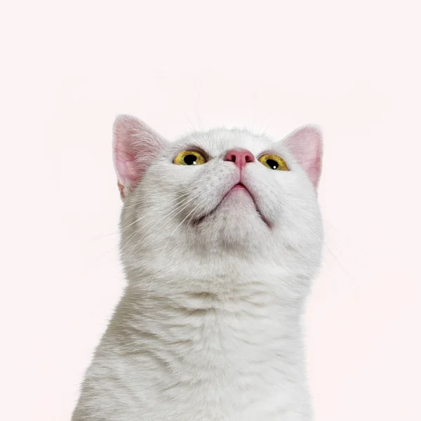 White mixed-breed cat (2 years old), pink background — Stock Photo, Image