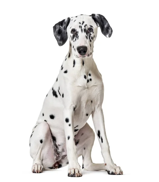 Dalmatische hond, zitten, kijken naar de camera, geïsoleerd op wit — Stockfoto