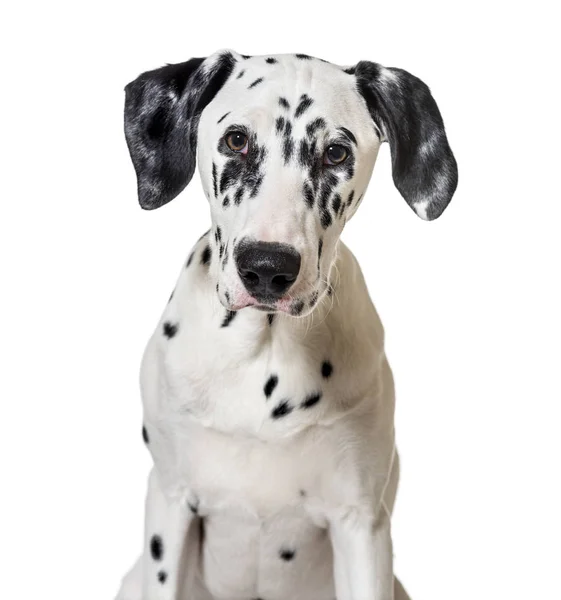 Portret szczeniak pies dalmatyńczyk (5 miesięcy) — Zdjęcie stockowe
