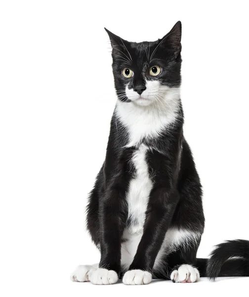 Black and white Mixed-breed cat (6  months old) — Stock Photo, Image