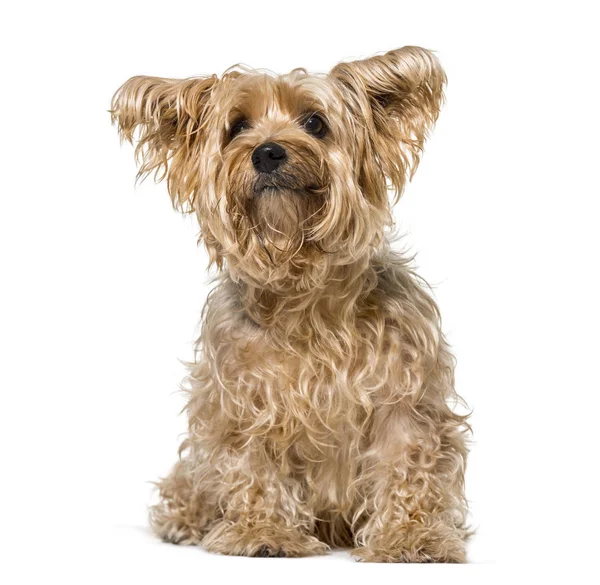 Haariger yorkshire terrier (9 jahre alt)) — Stockfoto