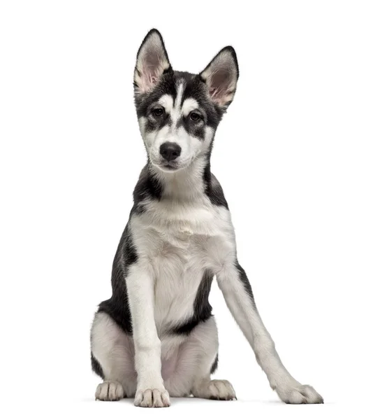 Siberische Husky pup (5 maanden oud), geïsoleerd op wit — Stockfoto