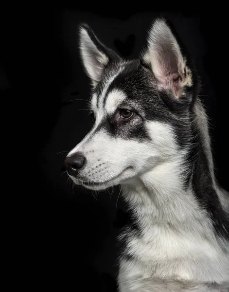 黒い背景にシベリアン ハスキー子犬 (5 ヶ月) — ストック写真