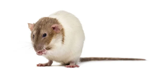 Nieśmiały szczur na białym tle — Zdjęcie stockowe