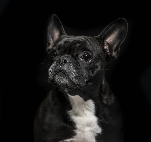 Franse Bulldog (6 jaar oud) op zwarte achtergrond — Stockfoto