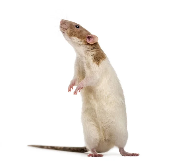 Rat staande ut op achterpoten, geïsoleerd op wit — Stockfoto