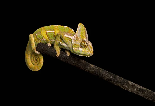 Veiled chameleon on black background — Stock Photo, Image