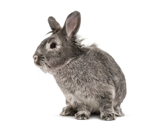 Conejo gris aislado en blanco — Foto de Stock