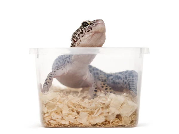 Gecko leopardo, reptil, en una caja de plástico lista para su transporte —  Fotos de Stock