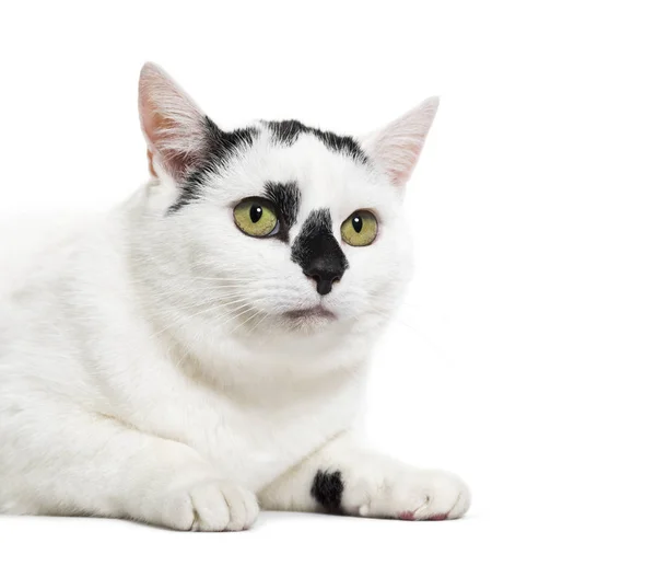 Chat métis noir et blanc — Photo