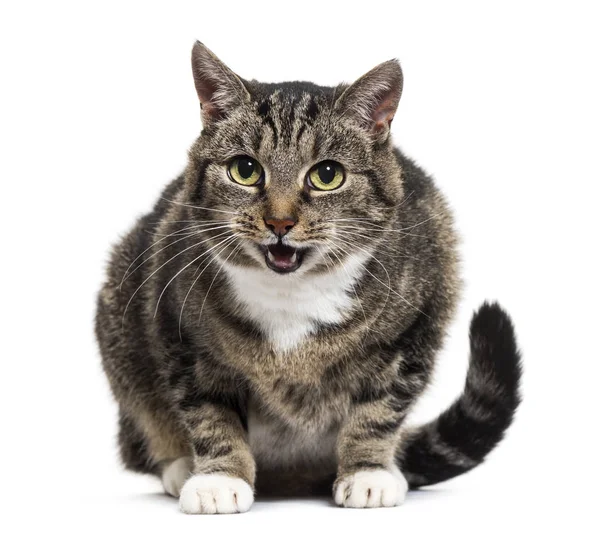 Mixed-breed cat with open mouth, isolated on white — Stock Photo, Image