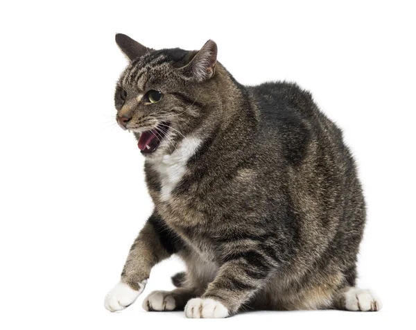 Smíšené plemeno kočka s otevřenými ústy, izolované na bílém — Stock fotografie