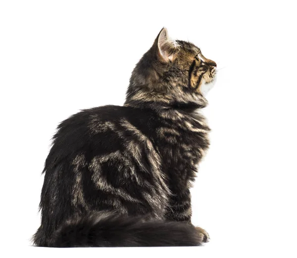 Вид сбоку раздетого котенка смешанной породы, сидящего и смотрящего — стоковое фото