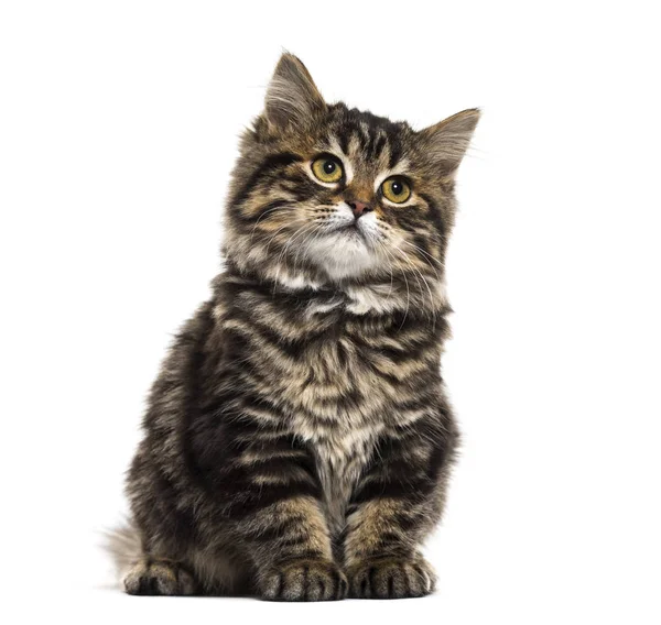 Gestripte kitten gemengd-ras kat vergadering en opzoeken, geïsoleerd — Stockfoto