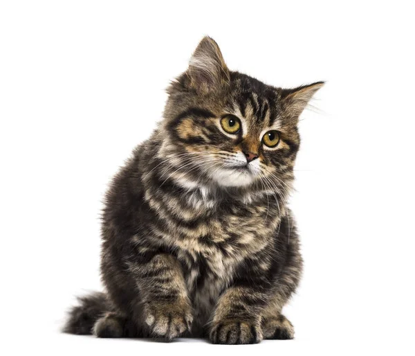 Gatinho descascado mestiço gato sentado, isolado em branco — Fotografia de Stock