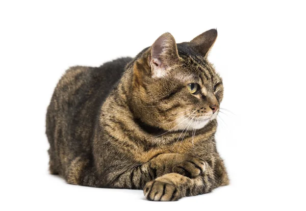Vegyes fajta macska fekve lábait keresztbe, és pihentető keresztbe lábát — Stock Fotó
