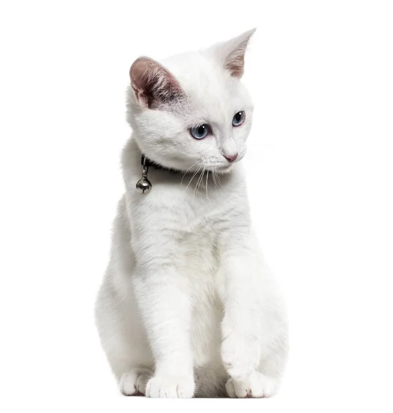 Blanco gatito mestizo-crianza catwearing un campana collar y buscando hacer —  Fotos de Stock