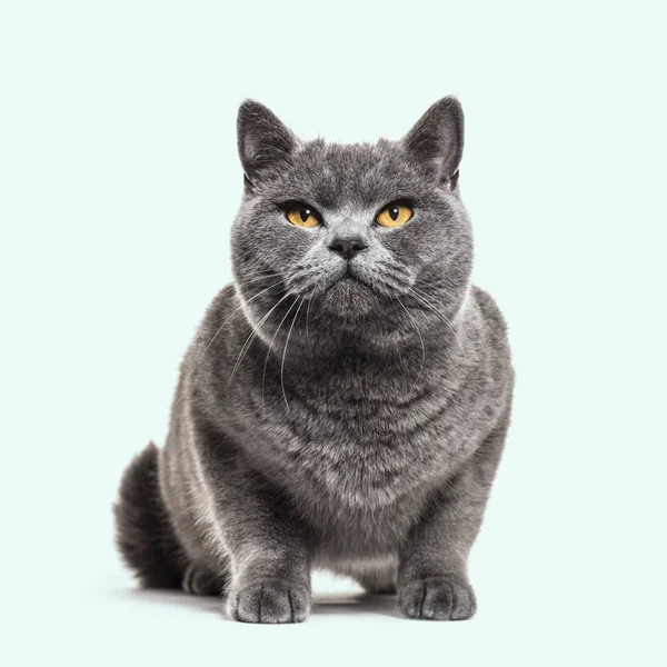 Сірий Британська короткошерста кішка, синьому фоні — стокове фото