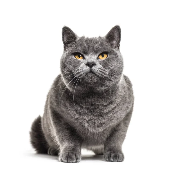 Gris británico taquigrafía gato, aislado en blanco —  Fotos de Stock