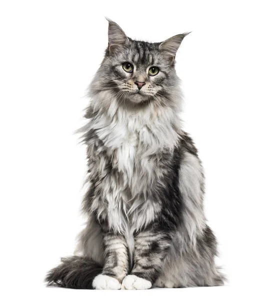 Main coon cat, sitting, isolated on white — Stock Photo, Image