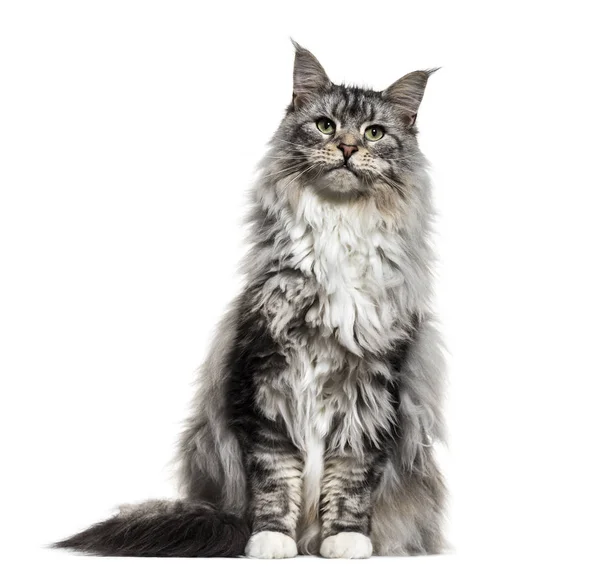 Main coon cat, sitting, isolated on white — Stock Photo, Image