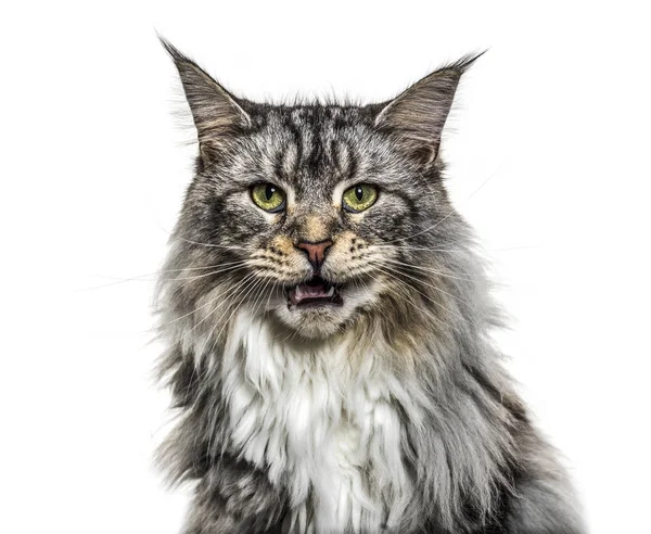 Close-up on a main coon cat meowing, isolated on white — Stock Photo, Image