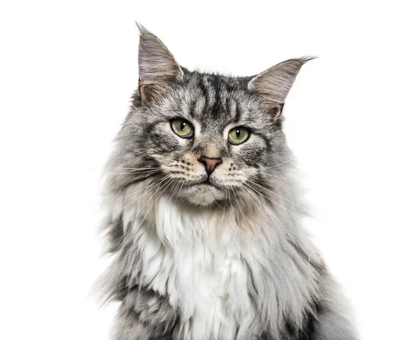 Close-up on a main coon cat face, isolated on white — Stock Photo, Image