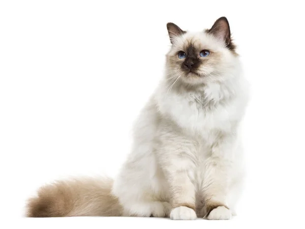 座って、バーマン猫白で隔離 — ストック写真