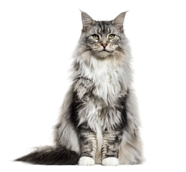 Main coon cat, sitting, isolated on white — Stock Photo, Image