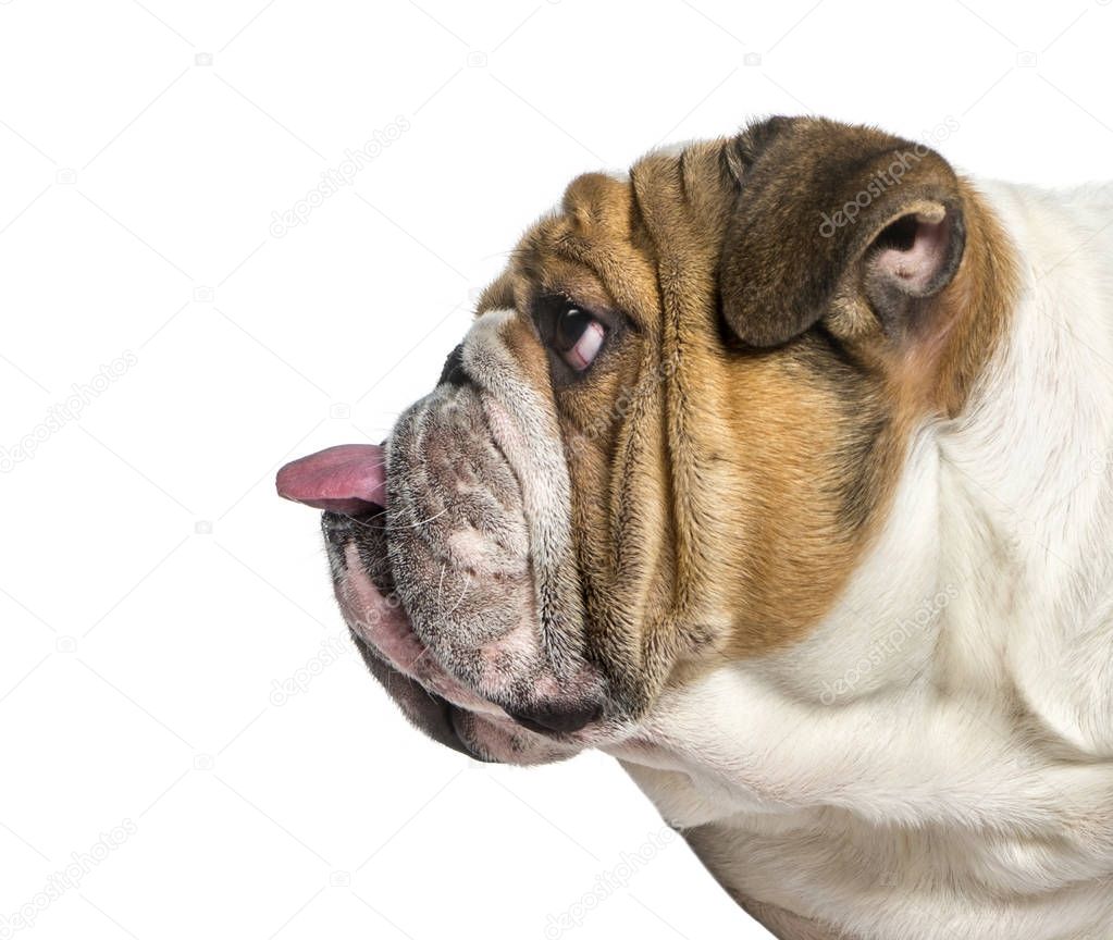 Profile of a english Bulldog, dog sticking the tongue out, isola