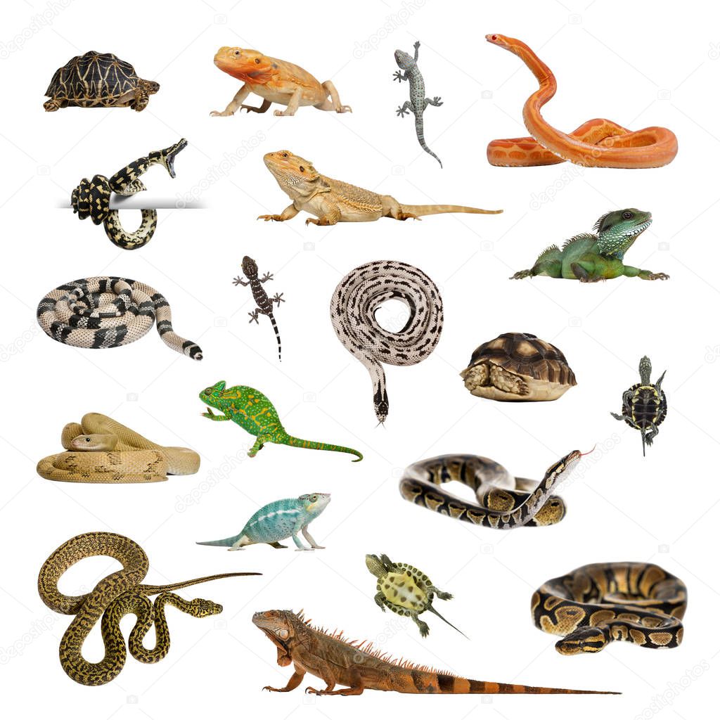 Large collection of reptile, pet and exotic, in different positi