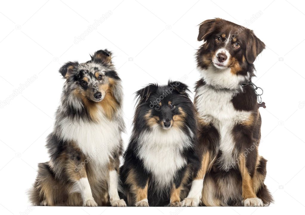 Shetland Sheepdog and Australian Shepherd, dogs in a row, white 