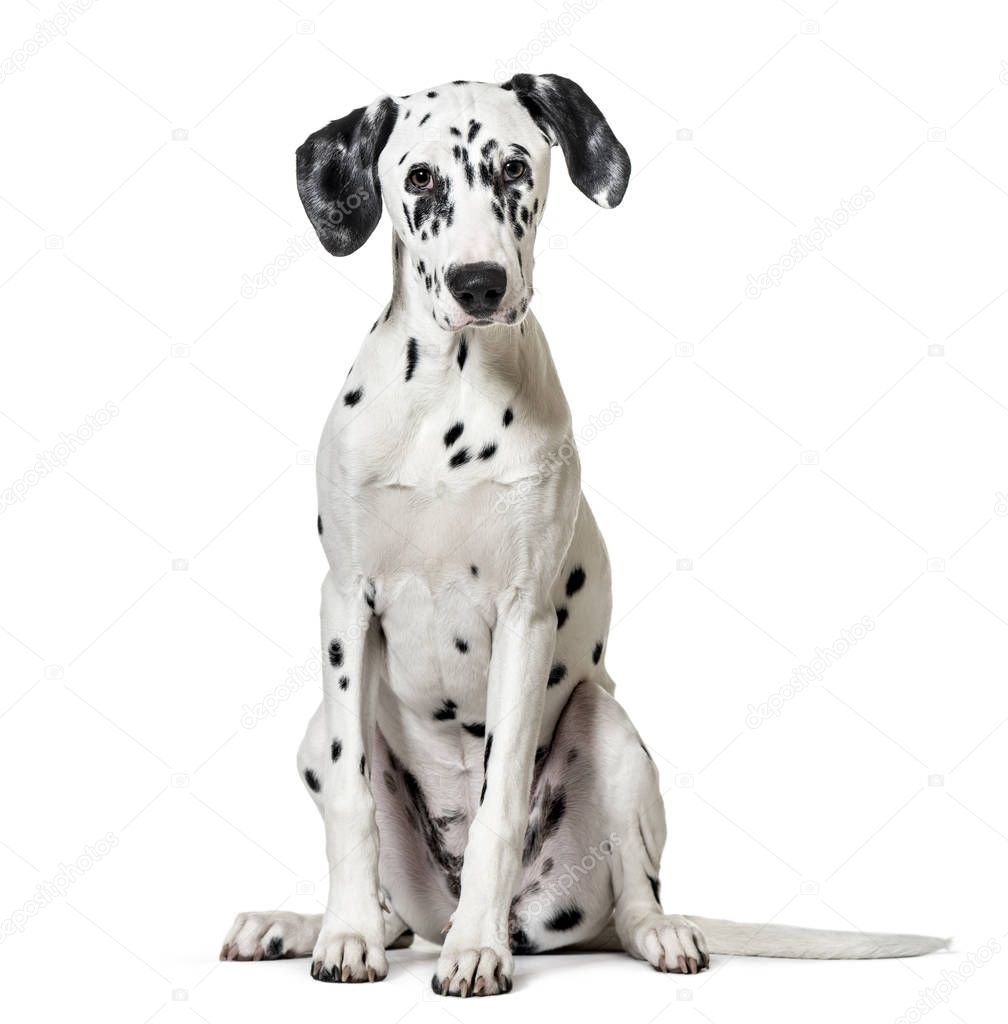 Dalmatian dog, sitting, looking at the camera, isolated on white