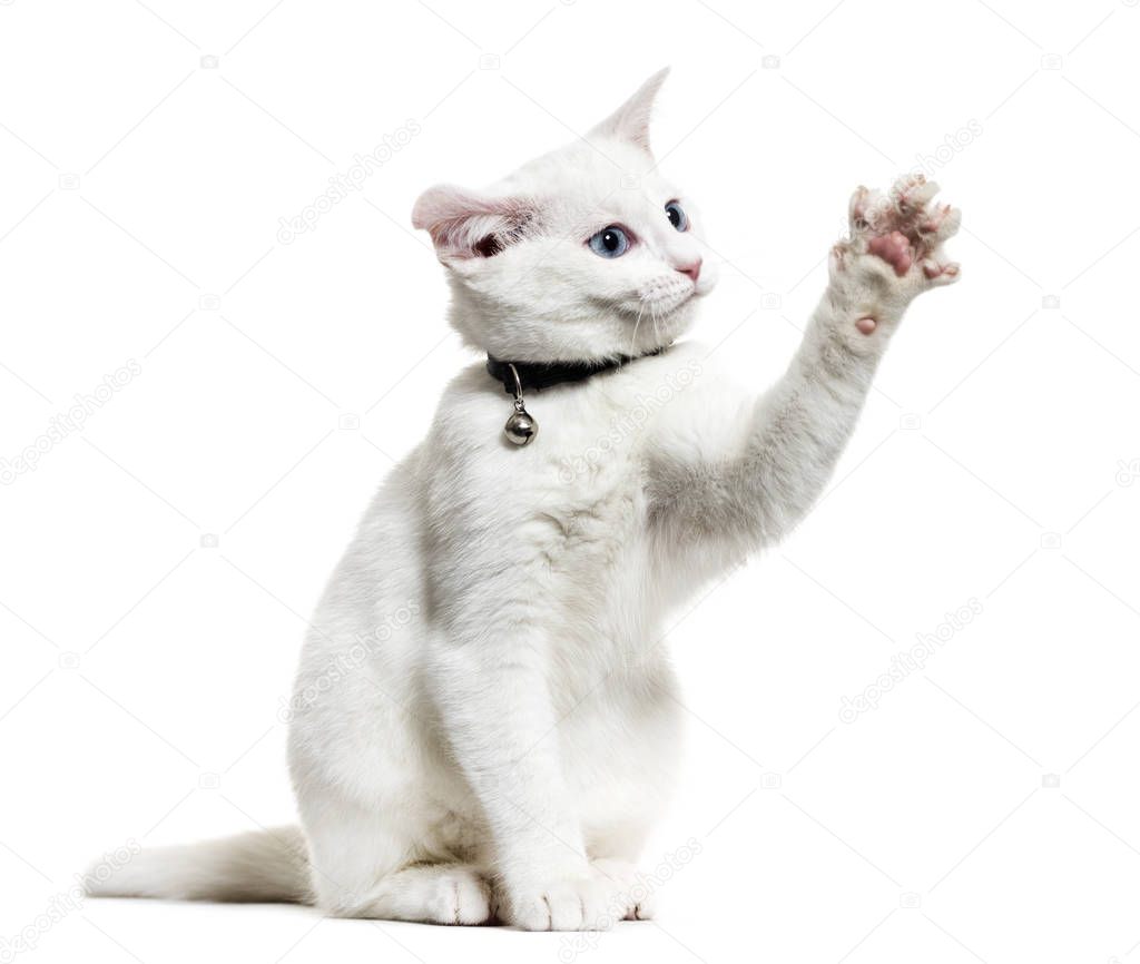 White kitten mixed-breed cat wearing a bell collar and playing, 