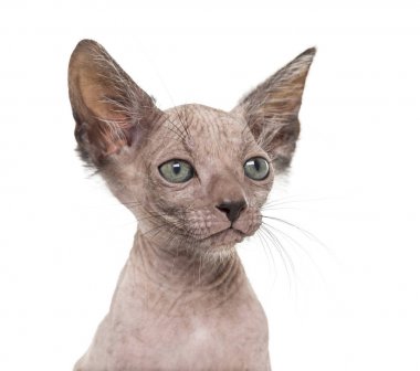 Yavru kedi Lykoi kedi, 7 hafta yaşlı, kurt adam kedi agai olarak da bilinir