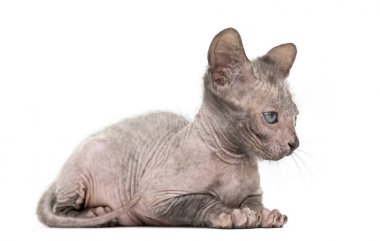 Yavru kedi Lykoi kedi, 7 hafta yaşlı, kurt adam kedi agai olarak da bilinir