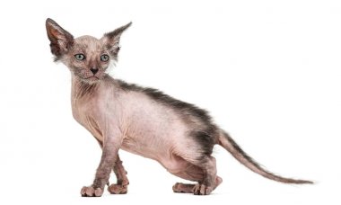 Yavru kedi Lykoi kedi, 7 hafta yaşlı, kurt adam kedi agai olarak da bilinir