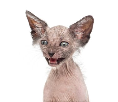 Yavru kedi Lykoi kedi, 7 hafta yaşlı, kurt adam kedi agai olarak da bilinir