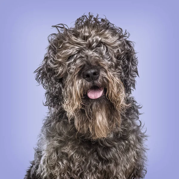 Cross-breed dog against blue background — Stock Photo, Image