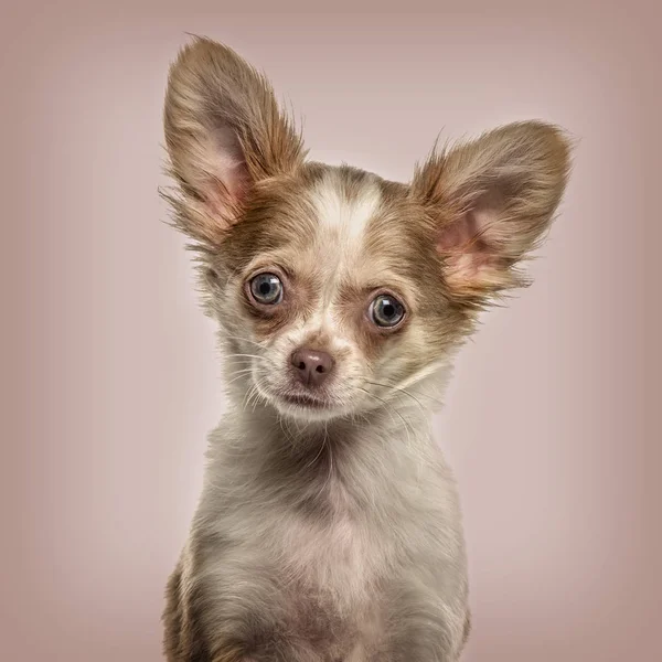 Chihuahua i porträtt, ser varningen mot beige bakgrund — Stockfoto