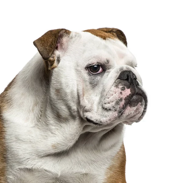 Inglese Bulldog ritratto su sfondo bianco — Foto Stock