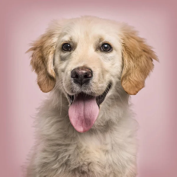 Primer plano de Golden Retriever jadeando a la cámara contra la espalda rosa —  Fotos de Stock