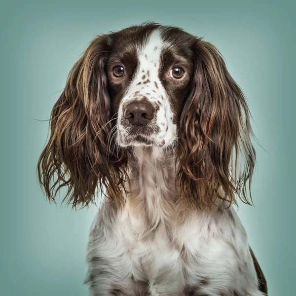 Zbliżenie: angielski Springer Spaniel na zielonym tle — Zdjęcie stockowe