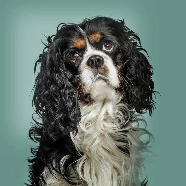 Zbliżenie z Cavalier King Charles Spaniel przeciwko zielony backgrou — Zdjęcie stockowe