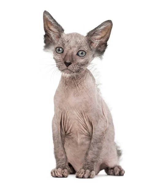 Kitten Lykoi cat, 7 weeks old, also called the Werewolf cat sitt — Stock Photo, Image