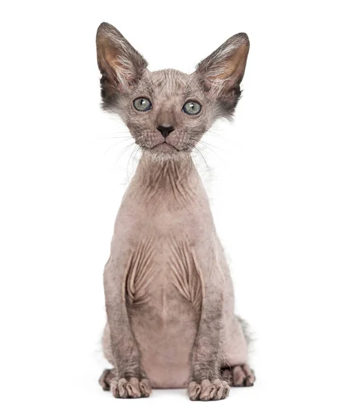 Kitten Lykoi cat, 7 weeks old, also called the Werewolf cat sitt — Stock Photo, Image